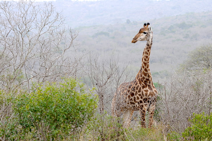 giraffe standing on bushes
