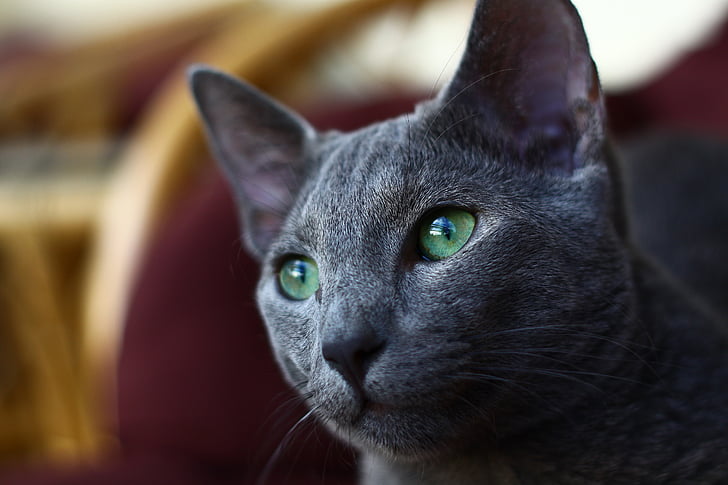 tilt shift lens photography of gray cat