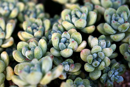 aerial photography of green succulent plants