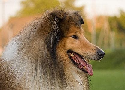 long-coated brown and white dog
