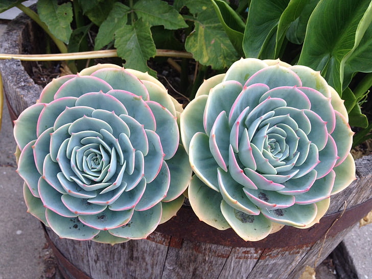two green succulent plants