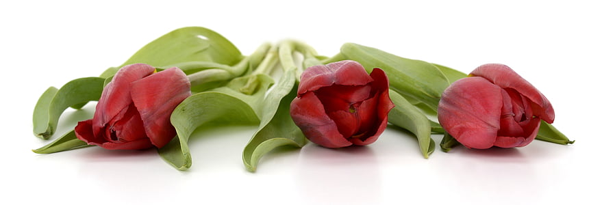photo of three red tulips