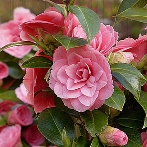 closeup photo of pink camellia flowers