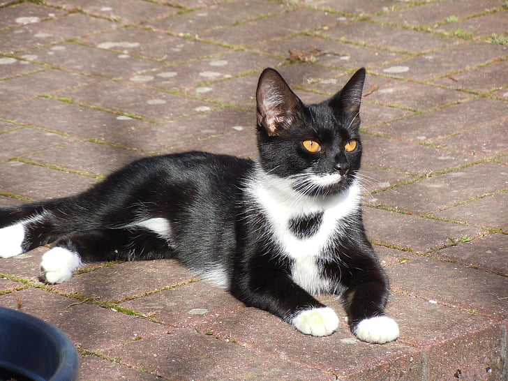 short-haired tuxedo cat lying on concrete pavement