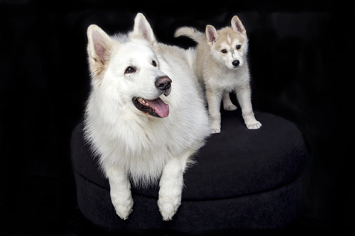 adult white Japanese spitz and white and copper Siberian husky puppy