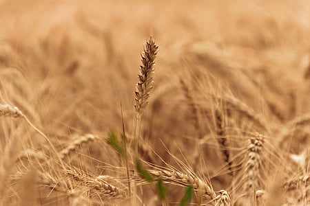 shallow focus photography of wheat grain