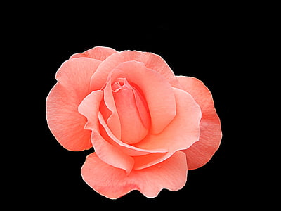 pink rose on focus photo