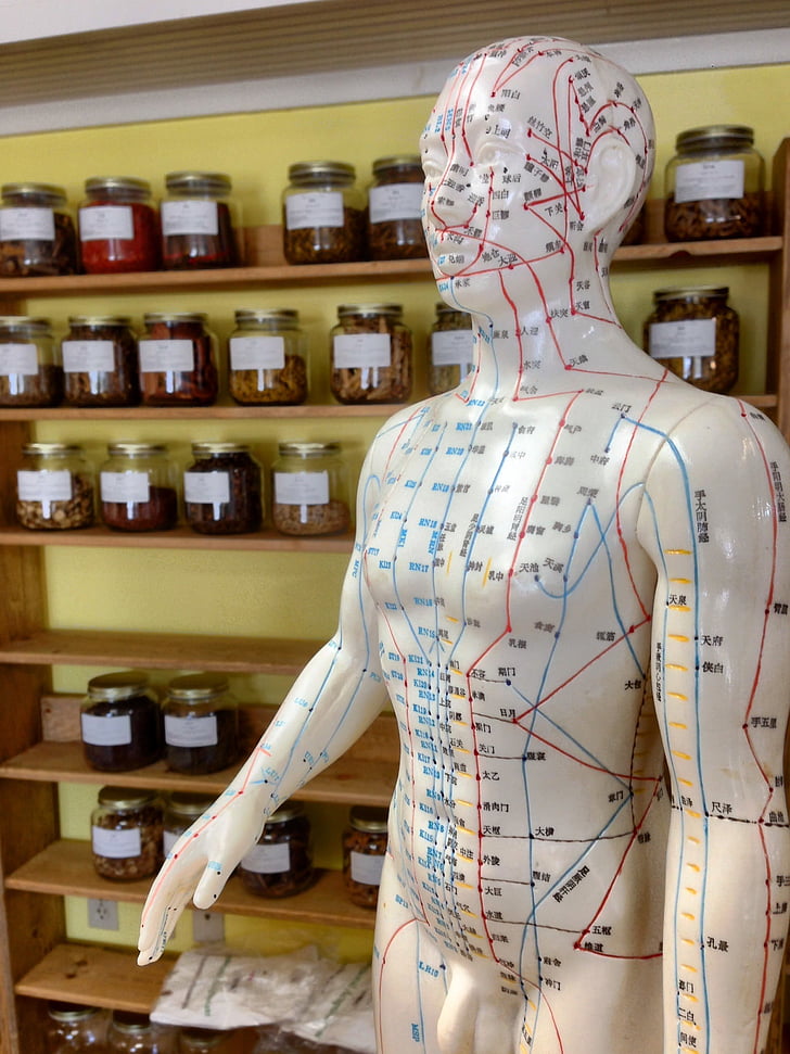 acupuncture points mannequin