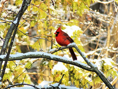 Northern cardinal bird perching on branch
