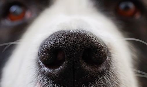 close-up photography of adult black and white border collie nose