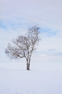 photo of tree under nimbus clouds background