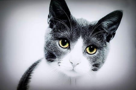 shallow focus photography of white and gray cat