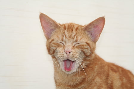 yawning orange tabby cat