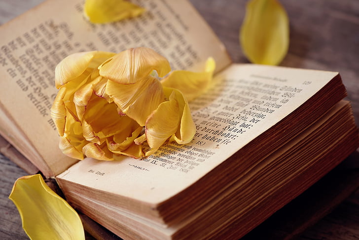 close view of yellow flower petals on opened book