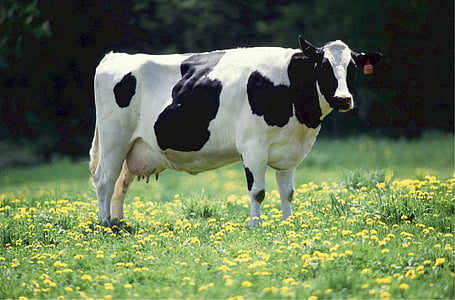 white and black cow standing on grass field