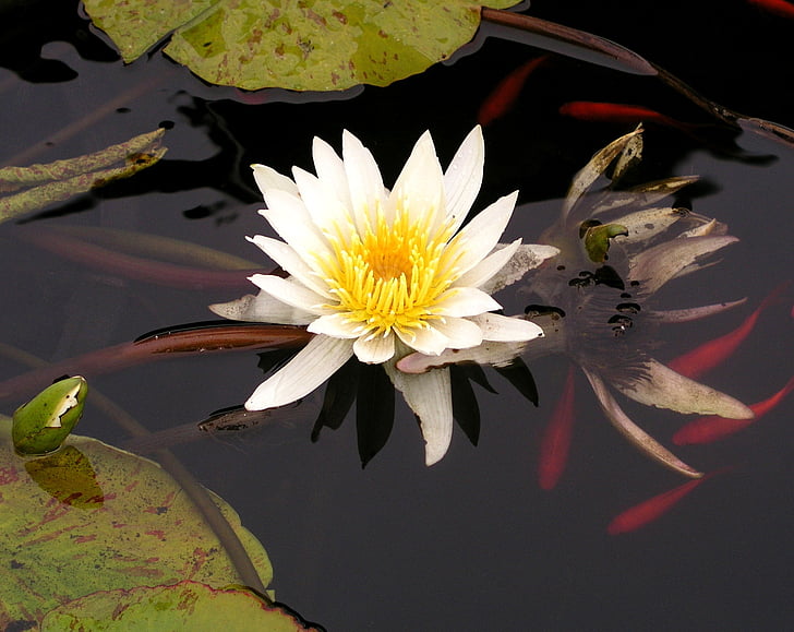 photo of white water lily