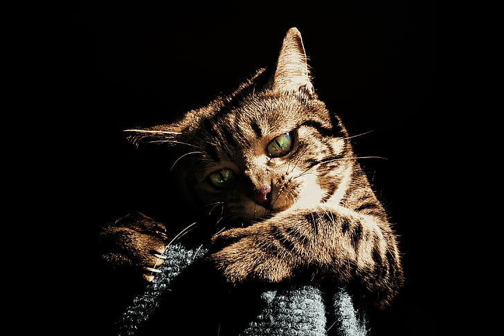 photo of brown tabby cat in low light