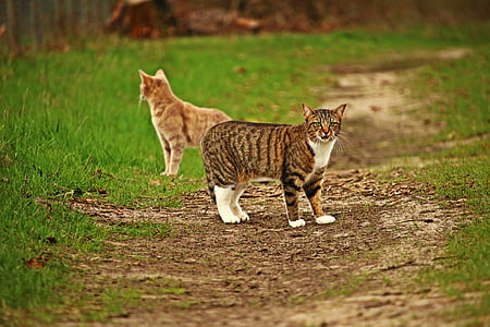 selective focus photography of two cats standing on pathway in between grass field at daytime