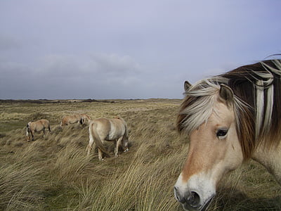 herd of brown horses