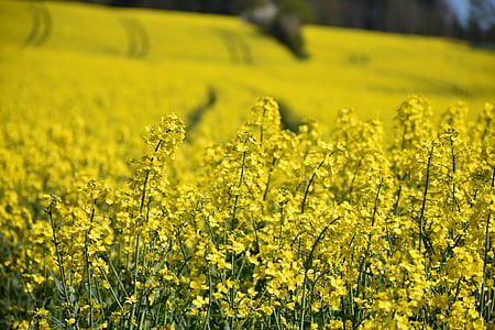 yellow petaled flower field
