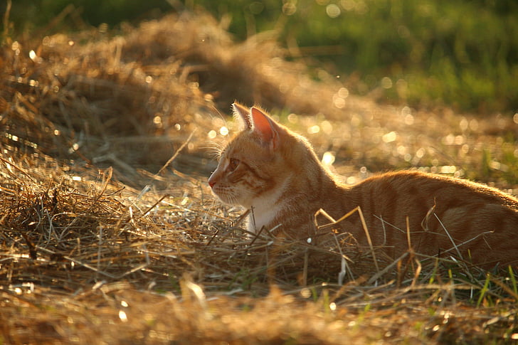 orange Tabby cat on brown grass