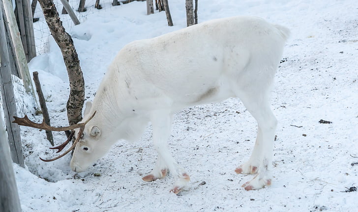 white deer near trees in snow