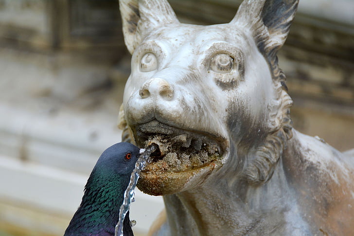 black pigeon beside white animal statuette