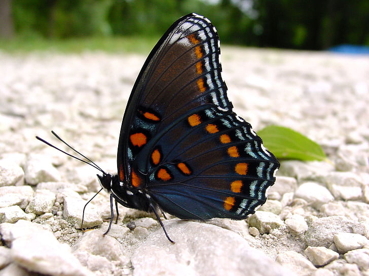 close-up photo photography of black and orange butterfly