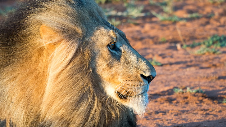 closeup photo of lion