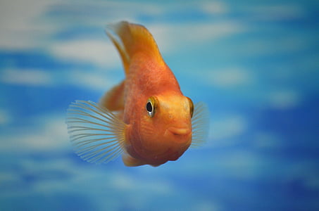 selective focus photography of orange fish