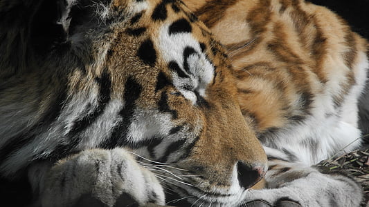 sleeping orange and black tiger