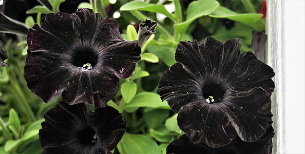 black petunias closeup photography