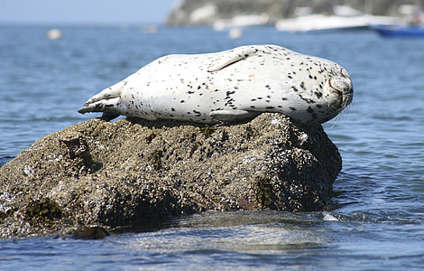 white seal on rock