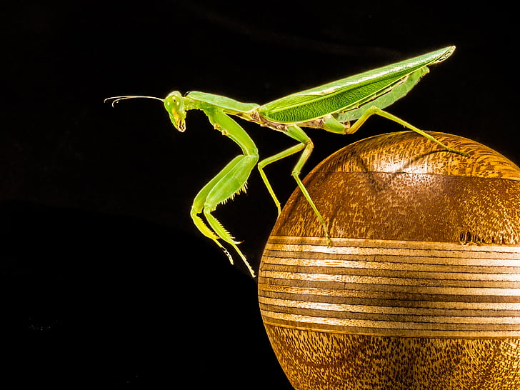 praying mantis on brown ball