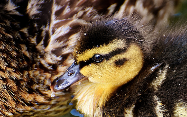 closeup photography of yellow and black duckling
