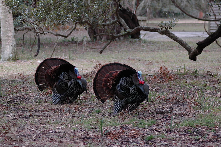 two gray and brown turkey