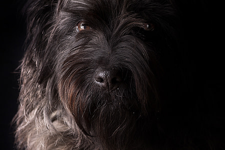 adult black and gray Lhasa apso