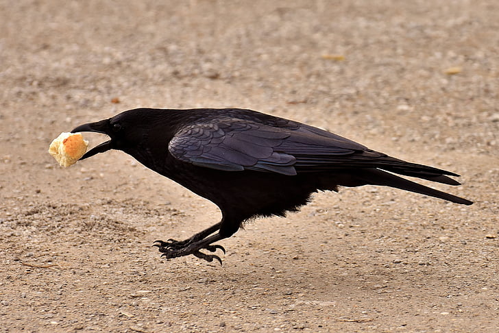 black crow biting bread