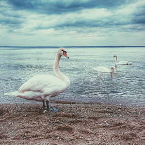 white swans swimming on body of water during daytime