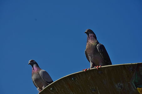 photography of two gray pigeons