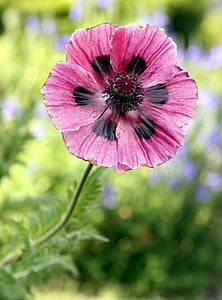 closeup photography of pink poppy flower