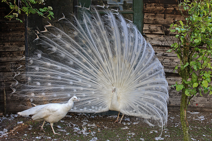 white peacock and peahen