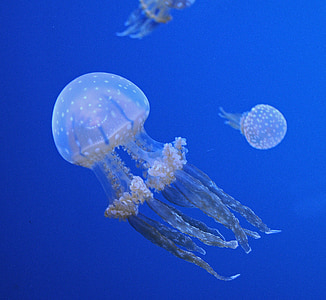 three jellyfishes