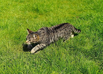 silver Tabby cat on grassland