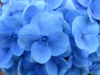 close shot of blue flowers