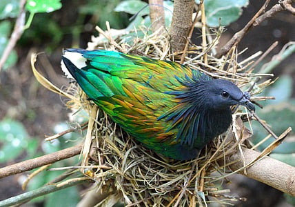 green and black bird on nest