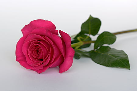 pink rose flower on white surface