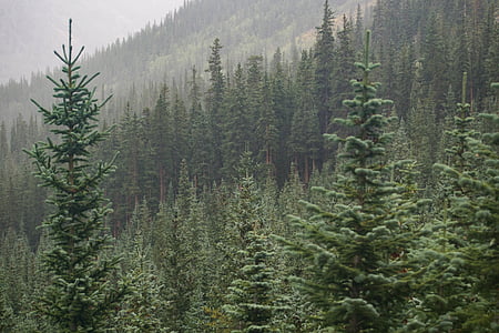 pine trees on mountain during daytime