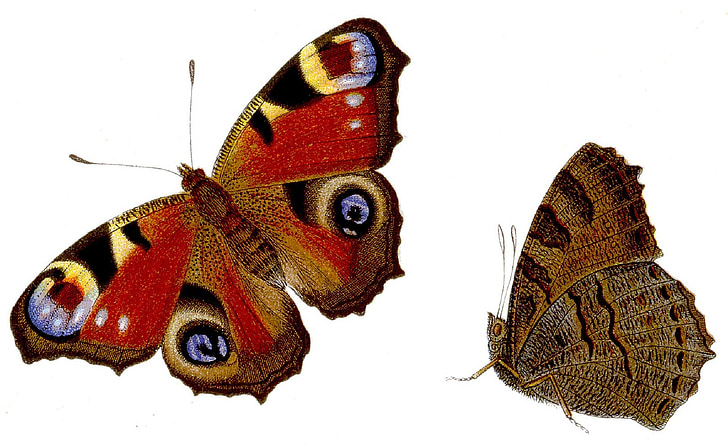 two red and brown butterflies