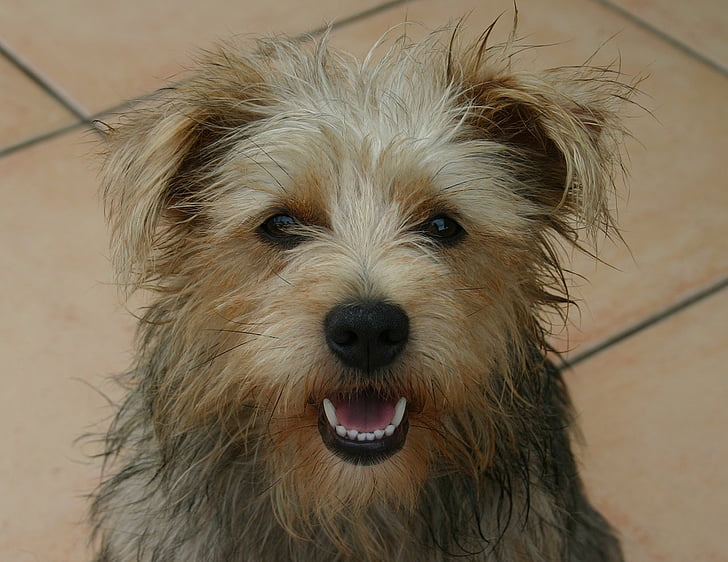 adult tan and black Yorkshire terrier